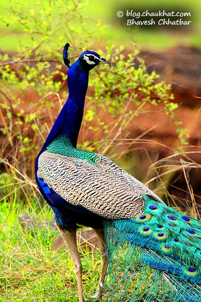 Beautiful Indian Peacock