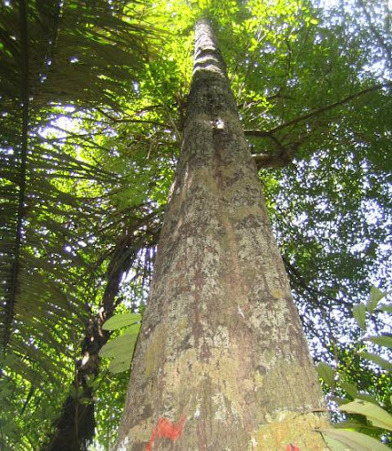 Lokasi Tambang Emas Indonesia Pohon Eboni  Tumbuh Di 