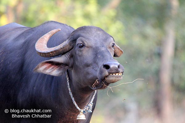 Munching teeth of an Indian Buffalo