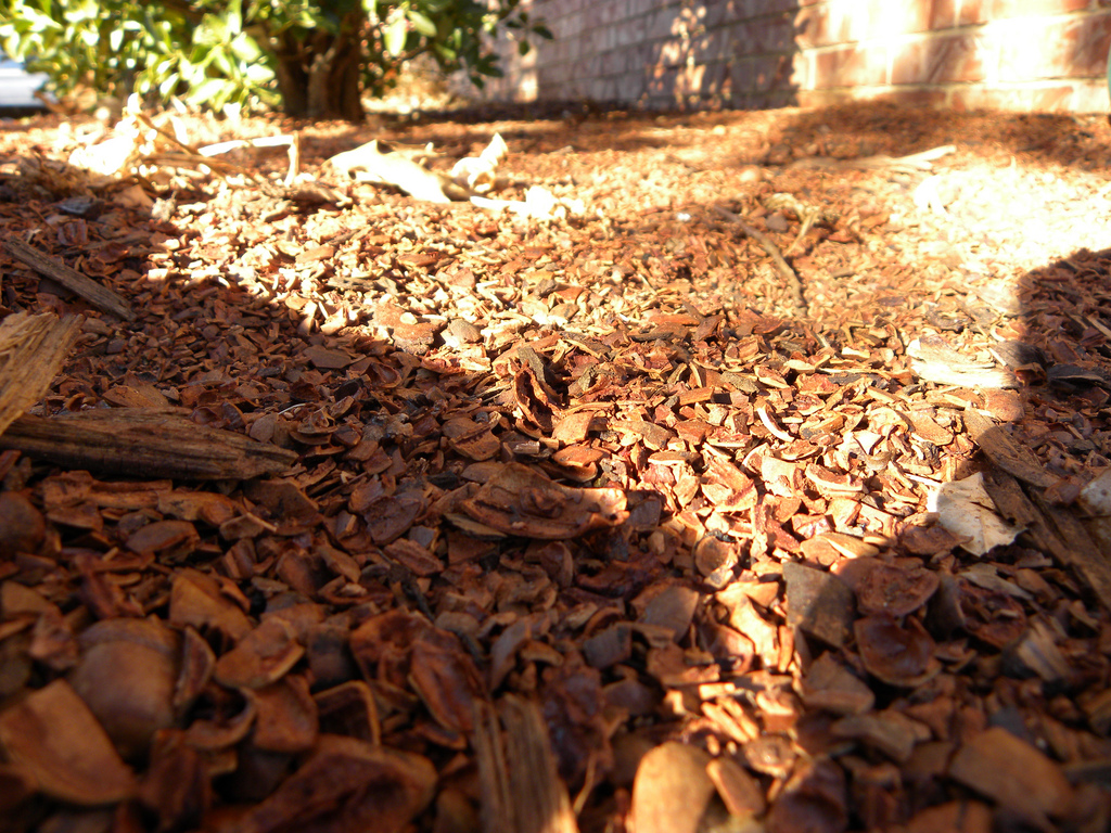 Red Dirt Roses A Beautiful Local Free Mulch