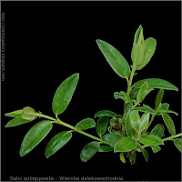 Salix subopposita - Wierzba dalekowschodnia młode przyrosty