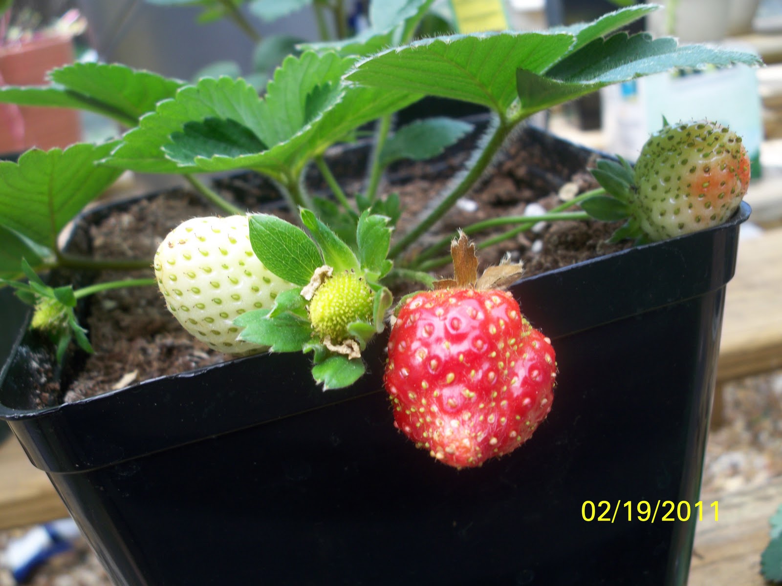 Florida Outdoor Backyard Hydroponic Greenhouse