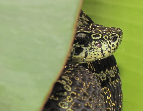 Inka Forest Pit Viper (Bothriopsis chloromelas) IMG_1073