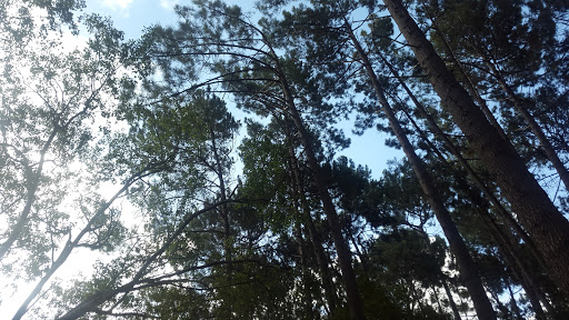 Klaasenbosch greenblet Trail