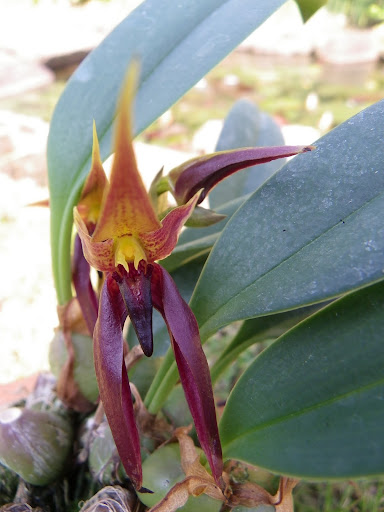 Bulbophylum nymphopolitanum IMGP6221