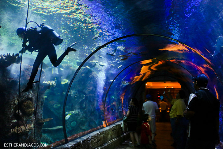 Shark Reef Aquarium at Mandalay Bay Las Vegas NV.