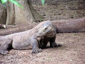 Wildlife Photos of Komodo Island and Komodo Dragon