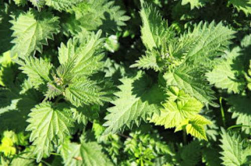 N Is For Nettle Pagan Blog Project