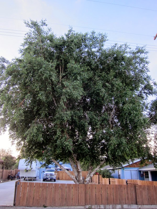 IMG_0028