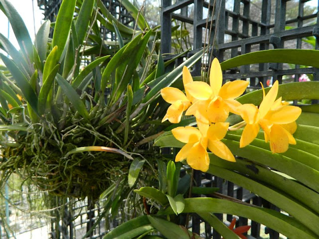 Орхидеи и прочая красота на о. Пхукет - Страница 16 DSCN0151