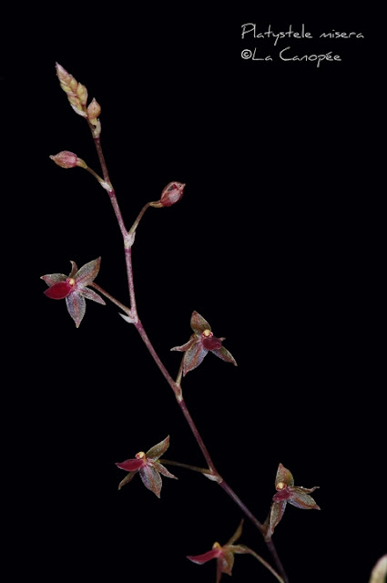 Растения из Тюмени. Краткий обзор - Страница 7 Platystele%252520misera2