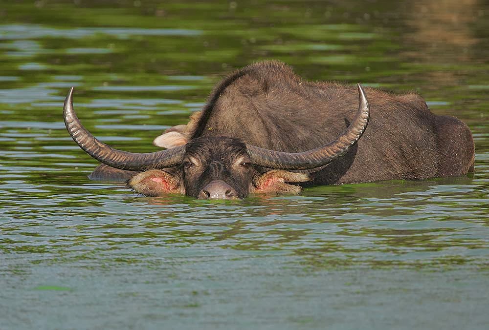 تعرف على أثقل الحيوانات في العالم (صور)  7-+Wild-Asain-water-buffalo