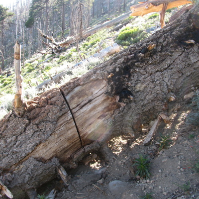 a partly cut log that must still be climbed