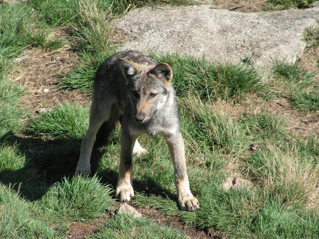 Les Loups de Chabrière PICT0535