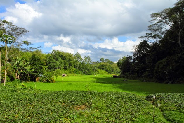 A Tana Toraja paddyfield landscape at Lemo