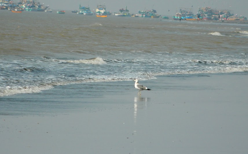 SEA gull on arnala beach