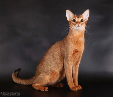 Jenis kucing peliharaan terpopuler abyssinian cat s3