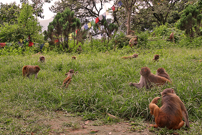 monkey temple