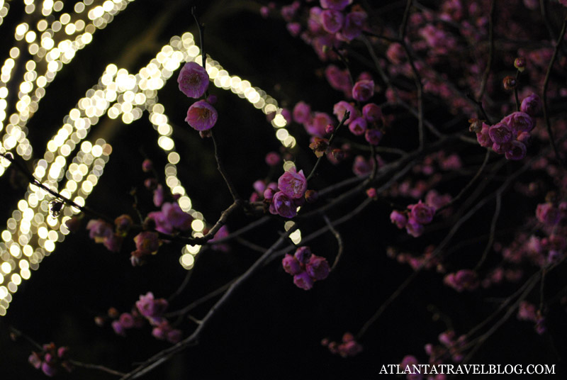 Atlanta Botanical Garden Lights
