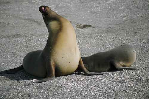Animals - Galapagos Island Seen On www.coolpicturegallery.us
