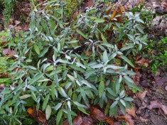 Szałwia lekarska Salvia officinalis