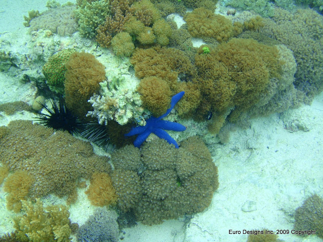 Starfish Amongst Corals