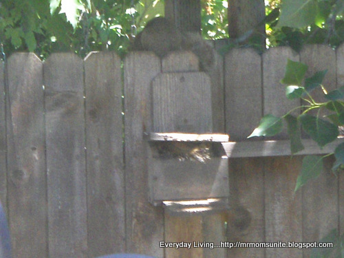 Photo of two squirrels eating at the feeder with one inside the feeder
