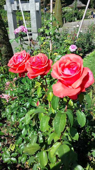 International Rose Test Gardens Portland OR