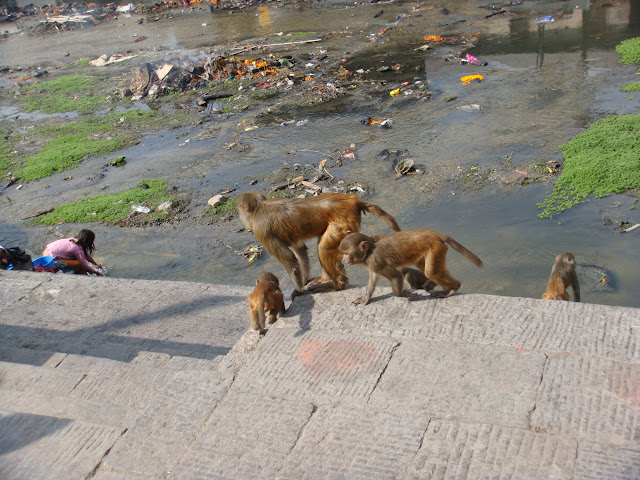 Nepal. Pashupatinath y Everest - Espectacular viaje al Norte de India y Nepal (8)