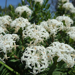 Slender Rice Flowers (Pimelea linifolia) near Cruwee Cove (309893)