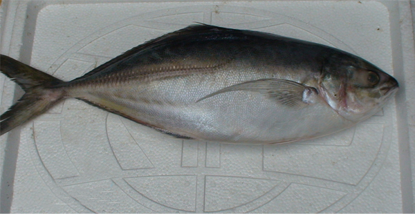 Chuyên cung cấp hải sản tươi sống - Mắt cá ngừ đại dương - Mực 1 nắng - Bò 1 nắng - 22