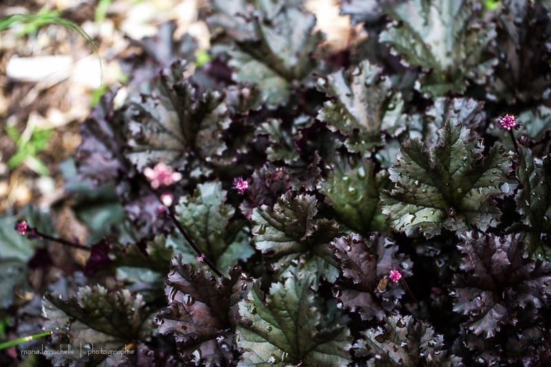 Heuchera Dark Secret Heuchera-dark-secret-130708-95rm