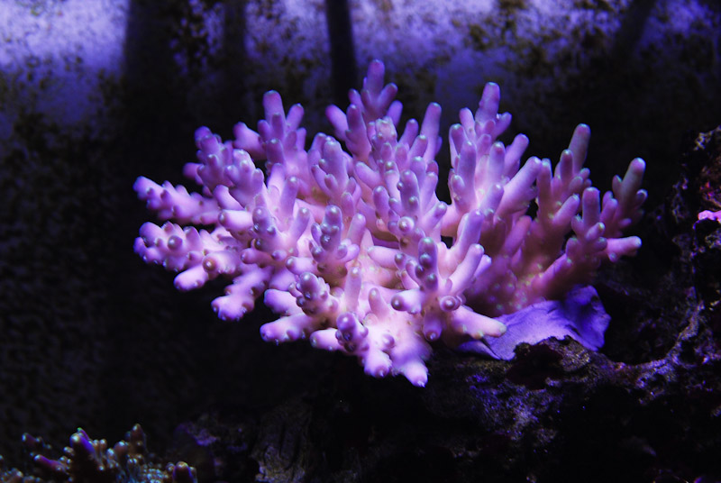 coral20110527-37.jpg