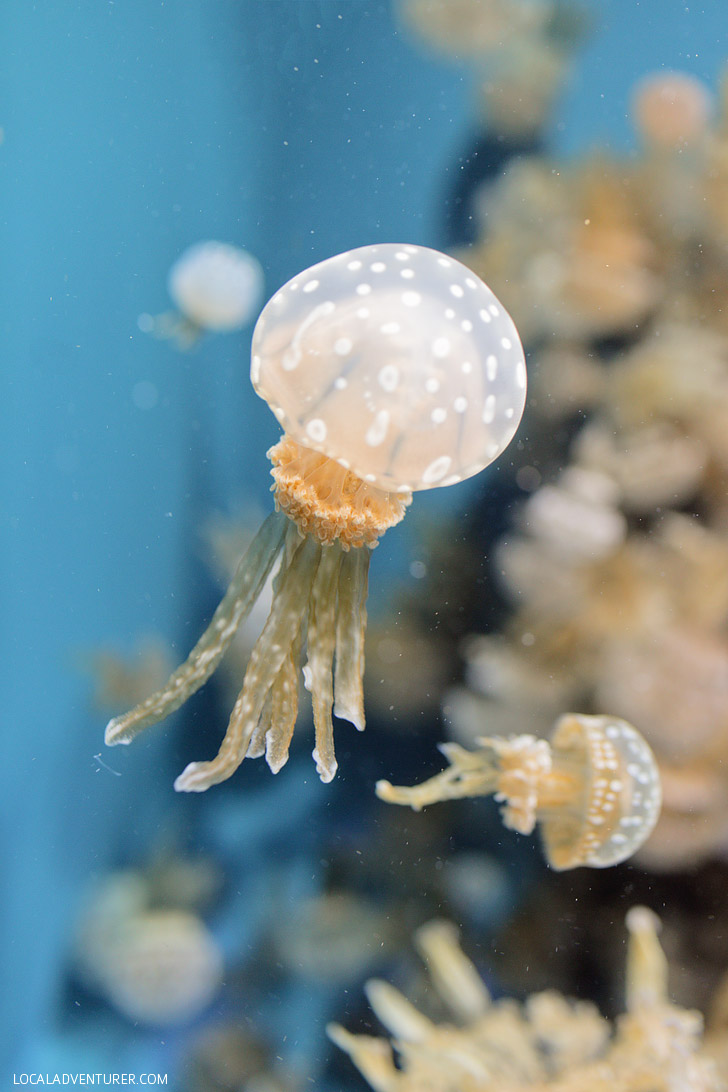 White Spotted Jellyfish (mastigias papua) at the Monterey Aquarium California.