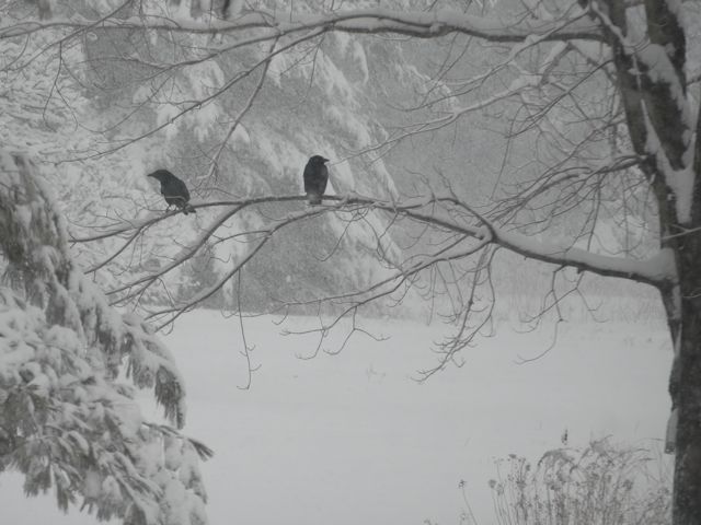 Cuervos sobre la nieve (cuervos para Ayslin) Crows