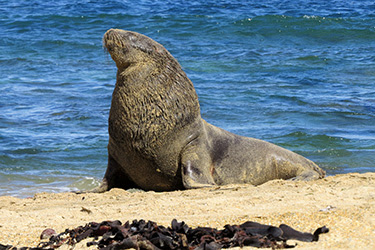 SOUTHLAND: LOS CATLINS, DE OWAKA A TE ANAU - NUEVA ZELANDA: NAVIDADES EN LAS ANTÍPODAS (21)