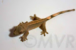 Sacagawea - Unsexed *full* pinstripe crested gecko from moonvalleyreptiles.com