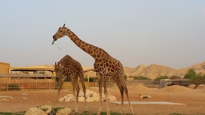 Photos of Al Ain Zoo