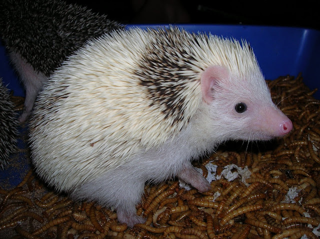 Nahla
