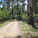 Road into Horse Swamp camping area