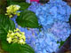 Гортензия (Hydrangea hortensis Sm.)