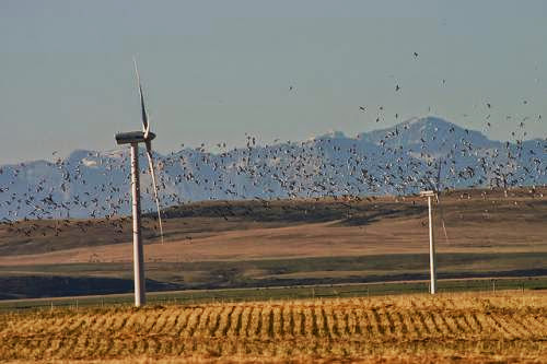 Renewable Energy Versus Wildlife Conservation
