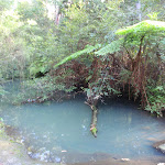 A colourful pool in Disturbed creek (157090)