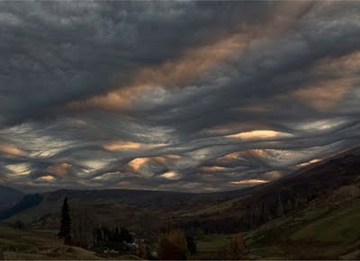 [Imagen: asperatus.jpg]