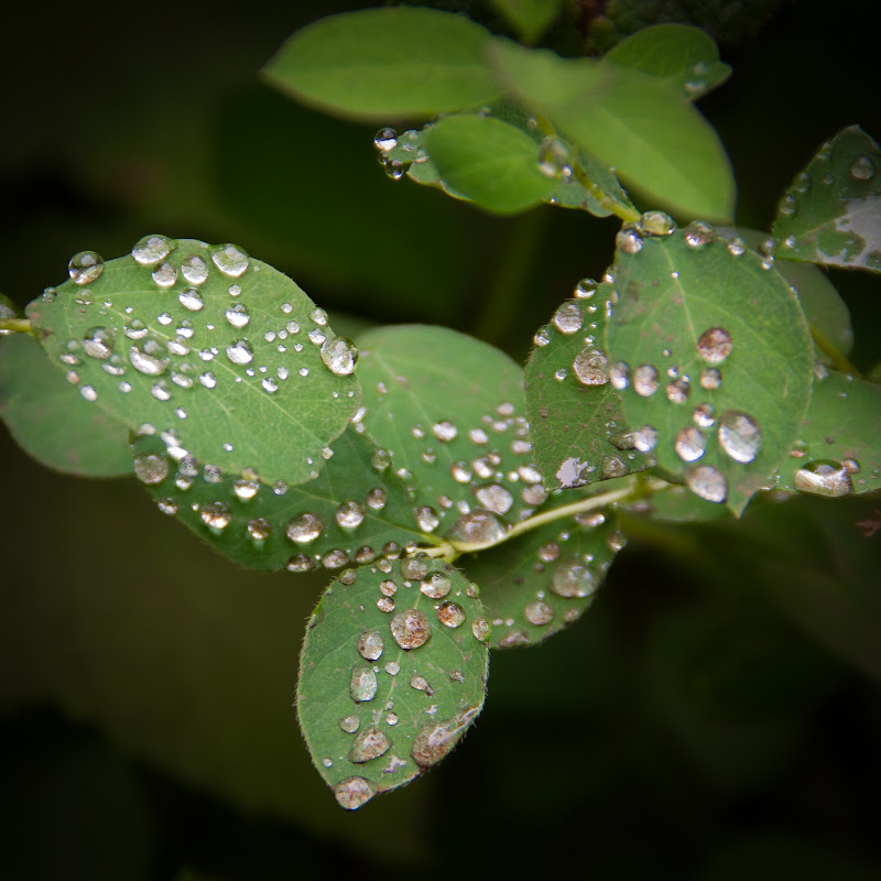 Collection 97+ Images the exudation of water droplets on leaf tips in humid conditions Stunning