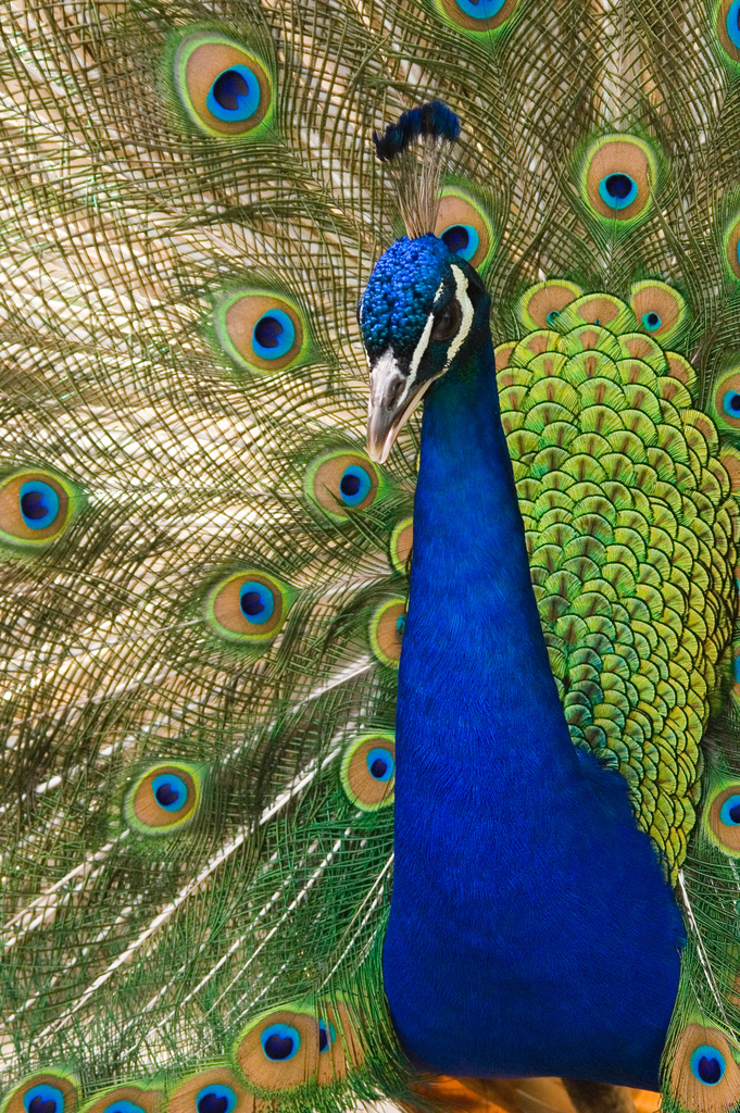 Practical Thread Magic: In Search of Peacock Colors: Anatomy of a Color