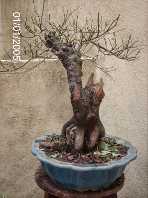 Prunus Serrulata Mume-Umê I ... PICT2377