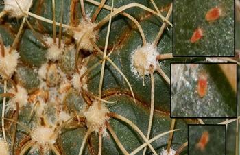 red-spider-mites-on-a-cactus-cactus-pests-and-diseases-treatment.jpg