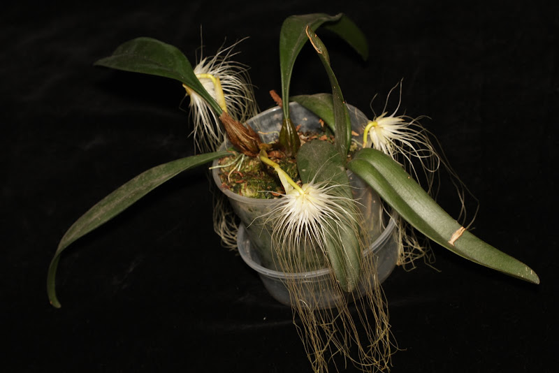 Bulbophyllum medusae IMG_1970+%2528copie%2529