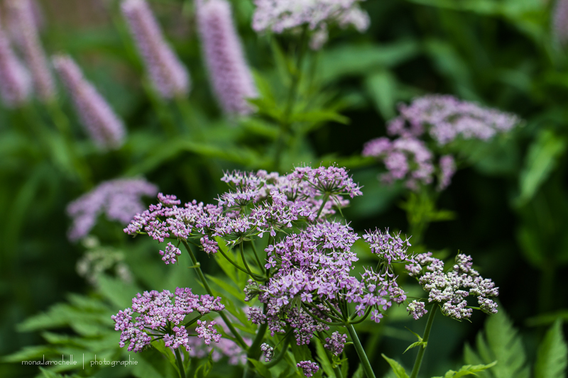 Chaerophyllum hirsutum 'Roseum' Chaerophyllum-hirsutum-roseum-130610-89rm